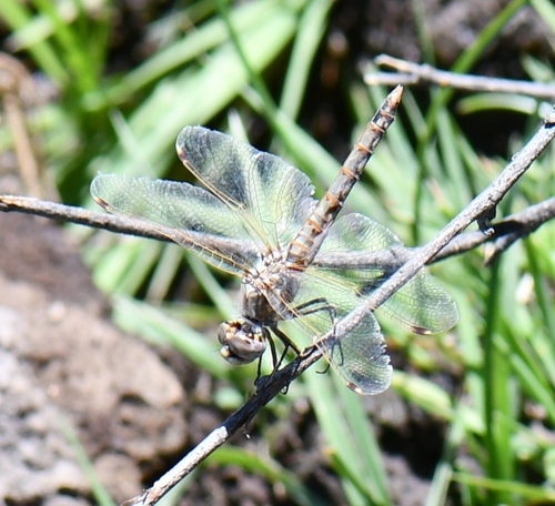 Variegated Meadowhawk