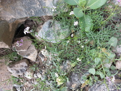 Erucaria hispanica