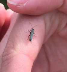 Oedemera lurida