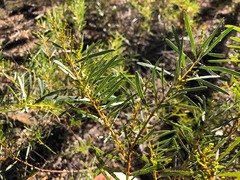 Acacia decora
