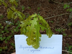 Quercus robur