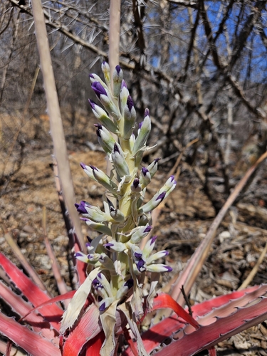 Bromelia laciniosa, photograph 5
