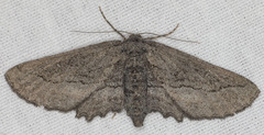 Aethaloida packardaria