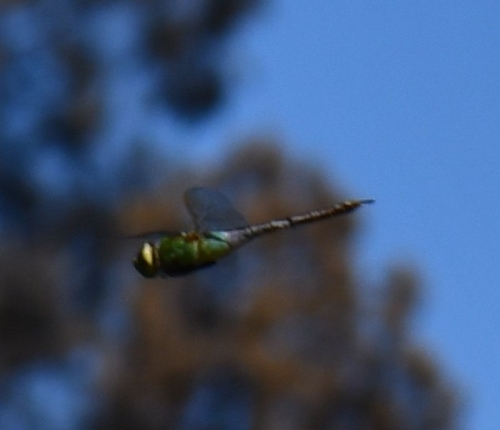 Common Green Darner
