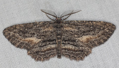 Aethaloida packardaria