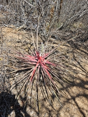 Bromelia laciniosa, photograph (c) Celso Henrique Varela Rios, some rights reserved (CC BY)