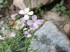 Erucaria hispanica