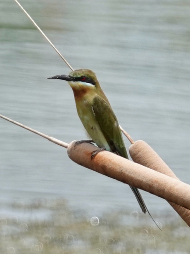 Blue-tailed Bee-eater