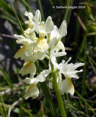 Orchis pauciflora