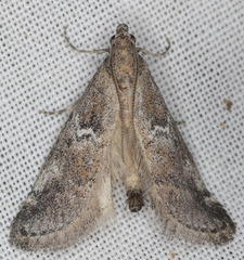 Alpheias transferens