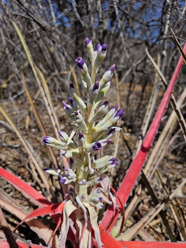 Bromelia laciniosa
