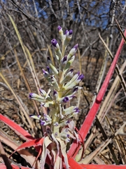 Bromelia laciniosa
