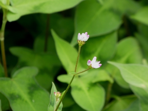 Persicaria thunbergii, photograph 5