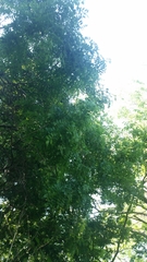 Styphnolobium affine