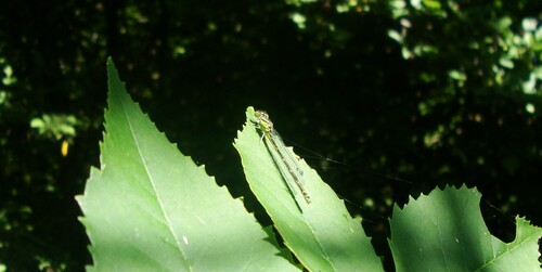 Small Red-eyed Damselfly