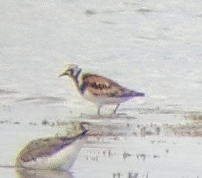Ruddy Turnstone