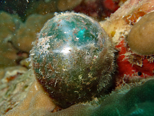 Valonia ventricosa
