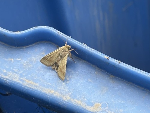 Cotton Bollworm Moth