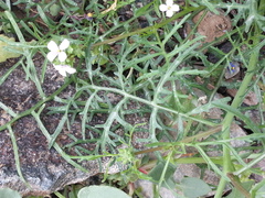 Erucaria hispanica