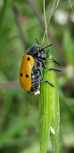Lachnaia italica