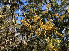 Acacia glaucocarpa