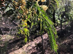 Acacia glaucocarpa