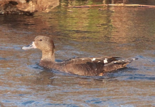 iNaturalist image