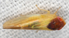 Colladonus aureolus