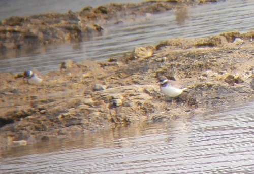 Semipalmated Plover