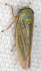 Limotettix