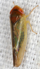 Colladonus aureolus