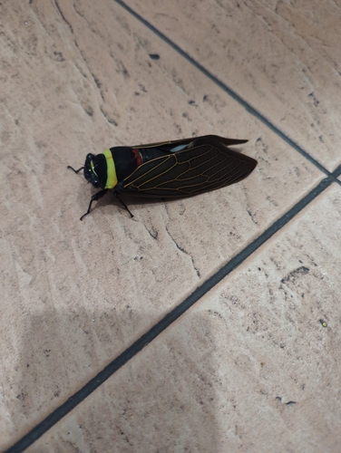 Tacua speciosa