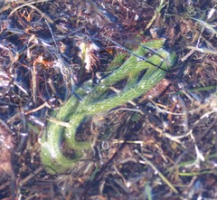 Caulerpa brownii