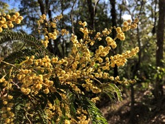 Acacia glaucocarpa