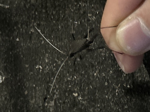 Asian Bell Cricket