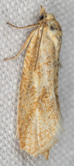 Cnephasia longana