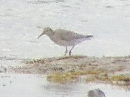 Red Knot