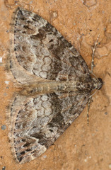 Dysstroma mancipata