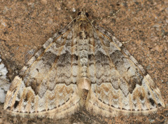 Dysstroma mancipata