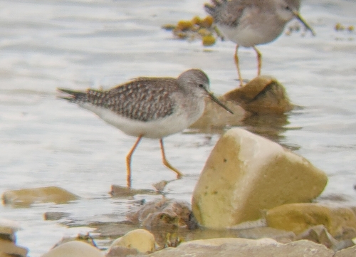Lesser Yellowlegs
