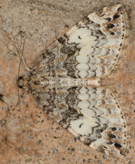 Dysstroma mancipata