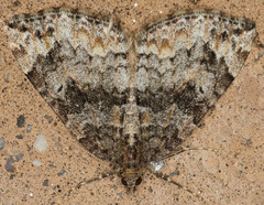 Dysstroma mancipata