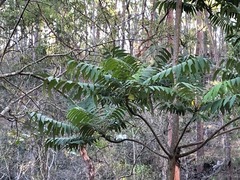 Ailanthus triphysa