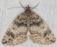 Dysstroma mancipata
