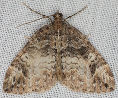 Dysstroma mancipata