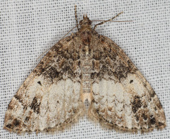 Dysstroma mancipata