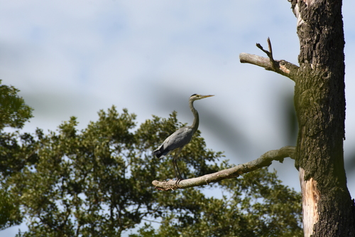 Grey Heron