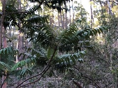 Ailanthus triphysa