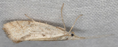 Euceratia securella