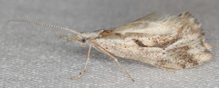 Euceratia securella